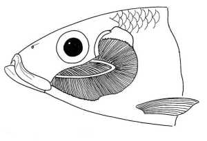 fish head drawing